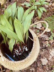 Edible plants