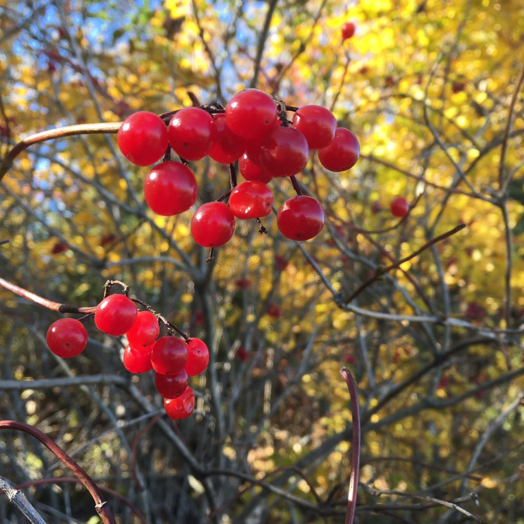Photo de canneberges mûres en corymbe